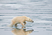 Female polar bear (Ursus maritimus) hunting for seals amidst the sea ice floating off the coast of Svalbard, in summer, Norway