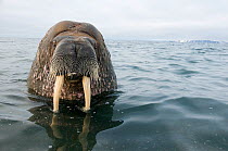 Head portrait of a bull Walrus (Odobenus rosmarus) in waters along the coast of Svalbard, summer, Norway