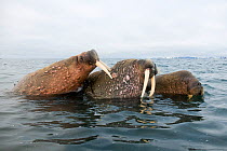Three Walruses (Odobenus rosmarus) in waters along the coast of Svalbard in summer, Norway