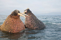 Two male Walruses (Odobenus rosmarus) sparring  in waters along the coast of Svalbard in summer, Norway