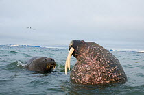 Two Walruses (Odobenus rosmarus) in waters along the coast of Svalbard in summer, Norway