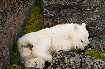 Dead Polar bear cub (Ursus maritimus) starvation is likely cause of death, summer, Svalbard, Norway
