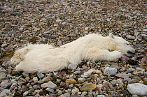 Dead Polar bear cub (Ursus maritimus) found on the coast of Svalbard, Norway, alongside another cub, both deaths likely to be due to starvation. Summer, Svalbard, Norway