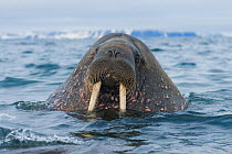 Head portrait of male Walrus (Odobenus rosmarus) in waters along the coast of Svalbard in summer, Norway
