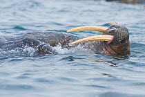 Yong male Walrus (Odobenus rosmarus) floating on its back, in waters along the coast of Svalbard in summer, Norway
