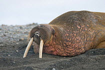 Portrait of male Walrus (Odobenus rosmarus) resting on sand along the coast of Svalbard in summer, Norway