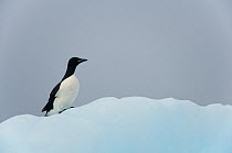 Brunnich's guillemot (Uria lomvia) on floating sea ice along the coast of Svalbard, Norway