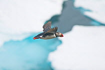Atlantic puffin (Fratercula arctica) flying along the coast of Svalbard in summer, Norway
