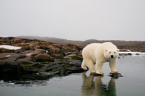 Polar bear (Ursus maritimus) traveling the coast, searching for food in summer, Svalbard, Norway