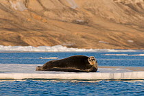 A large Bearded seal (Erignathus barbatus) rests on sea ice floating along the arctic coast of Svalbard, Norway,