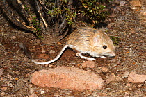 Kangaroo rat (Dipodomy sp) captive