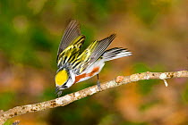 Chestnut-sided warbler (Dendroica pensylvanica) male displaying, High Island, Texas, USA, April