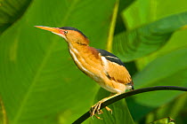 Least bittern (Ixobrychus exilis) male perched on vegetation, South Florida, USA, May