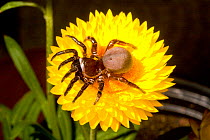 Trap-door spider (Ummidia audouini) female on flower, South Carolina, USA, April