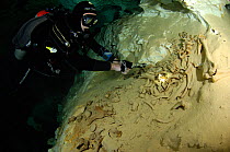 Diver exploring bones at a freshwater Limestone sinkhole / Cenote called ' The Pit' Tulum, Quintana Roo, Mexico, September 2008