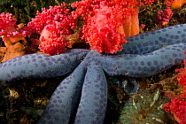 Close up of Blue starfish / Sea star (Linckia laevigata) with pink soft corals, Malapascua Island, Visayan Sea, Philippines