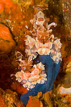 Harlequin shrimp (Hymenocera elegans) feeding on arm severed from a Blue starfish / Sea star (Linckia laevigata) , Malapascua Island, Visayan Sea, Philippines