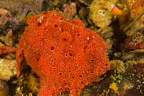 Frogfish (Antennarius) camouflaged to resemble a sponge, Malapascua Island, Visayan Sea, Philippines