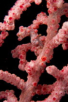 Close up of Pygmy seahorse (Hippocampus bargibanti) in pink color phase, camouflaged within the branches of a pink sea fan, Malapascua Island, Visayan Sea, Philippines
