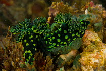 Pair of Nudibranchs (Nembrotha kubaryana) on coral reef, Malapascua Island, Visayan Sea, Philippines