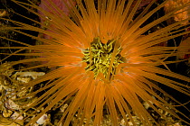 View of Tube anemone (Cerianthidae) from above, Malapascua Island, Visayan Sea, Philippines