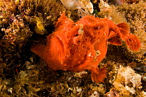 Frogfish ( Antennarius) camouflaged to represent a sponge, Malapascua Island, Visayan Sea, Philippines