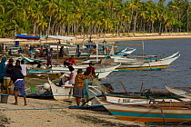 Huge number of fishing boats returning to shore at dawn on Malapascua Island. This is a heavily over-fished part of the Philippines. Visayan Sea, Philippines, March 2006