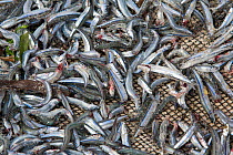 Small fish harvested by fisherman of Malapascua Island. Visayan Sea, Philippines, March 2006