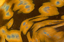 Close up view of the mantle of a giant clam (Tridacna sp.) These colour patterns are from symbiotic algae. Malapascua Island. Visayan Sea, Philippines
