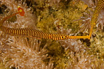 Male Orange-banded pipefish (Dunckerocampus pessuliferus) with eggs attached to belly, and female nearby. Example of male parental care in fish. Malapascua Island. Visayan Sea, Philippines