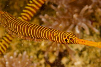Male Orange-banded pipefish (Dunckerocampus pessuliferus) with eggs attached to belly, and female nearby. Example of male parental care in fish. Malapascua Island. Visayan Sea, Philippines