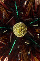 Sea urchin (Echinoidea) detail, with anus visible, Malapascua Island. Visayan Sea, Philippines