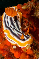 Nudibranch (Chromodoris magnifica) Malapascua Island. Visayan Sea, Philippines