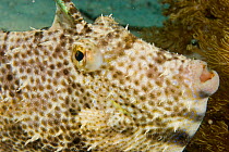 Head portrait of Radial Leatherjacket / Filefish (Acreichthys radiatus) Malapascua Island. Visayan Sea, Philippines