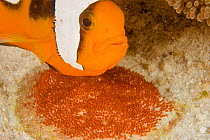 Close up of Saddleback anemonefish (Amphiprion polymnus) guarding its eggs. Malapascua Island. Visayan Sea, Philippines
