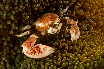 Anemone / Porcelain crab (Neopetrolisthes maculatus) in its host anemone. Malapascua Island. Visayan Sea, Philippines