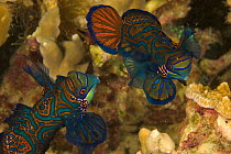 A pair of Mandarinfish (Synchiropus splendidus) swim close together prior to spawning. (Large male and small female). Malapascua Island. Visayan Sea, Philippines