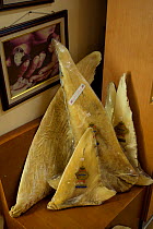 Shark fins for sale in a store in Indonesia. June 2007