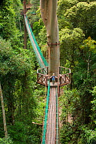 Young boy aged 7 (model released) exploring a canopy rope bridge walkway through the lowland dipterocarp rainforest in Borneo. Danum Valley Conservation Area, Sabah, Malaysia, July 2007