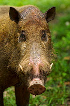 Head portrait of a Bearded pig (Sus barbatus) from the rainforest of Borneo, near the Borneo Rainforest Lodge. Danum Valley Conservation Area, Sabah, Malaysia