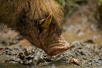 Close up of the snout of a Bearded pig (Sus barbatus) near the Borneo Rainforest Lodge, Danum Valley Conservation Area, Sabah, Borneo, Malaysia