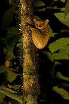 Wild Western / Sunda tarsier (Tarsius bancanus) on tree trunk at night.  Danum Valley Conservation Area, Borneo, Sabah, Malaysia