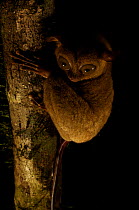 Wild Western / Sunda tarsier (Tarsius bancanus) on tree trunk at night.  Danum Valley Conservation Area, Borneo, Sabah, Malaysia