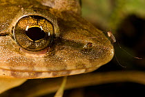 Head portrait of a Giant River frog (Limnonectes leporinus) with a mosquito biting its nose, Borneo, Malaysia