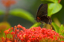 Great mormon butterfly (Papilio memnon) feeding on Ixora flowers, Borneo, Malaysia