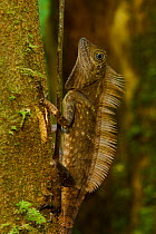 Bornean angle-headed lizard (Gonocephalus bornensis) on a tree trunk in lowland rainforest  (endemic to Borneo) Danum Valley Conservation Area, Sabah, Malaysia.