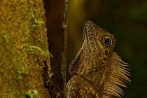 Head portrait of Bornean angle-headed lizard (Gonocephalus bornensis) on a tree trunk in lowland rainforest (endemic to Borneo) Danum Valley Conservation Area, Sabah, Malaysia.