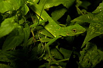 Crested Green lizard (Bronchocela cristatella) climbing on undergrowth in the rainforest. Danum Valley Conservation Area, Sabah, Borneo, Malaysia.
