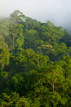 Aerial view of lowland rainforest, Borneo,  July 2007