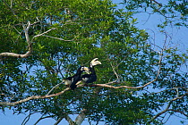 Pair of Oriental pied hornbills (Anthracoceros albirostris) perched high in a tree, Borneo